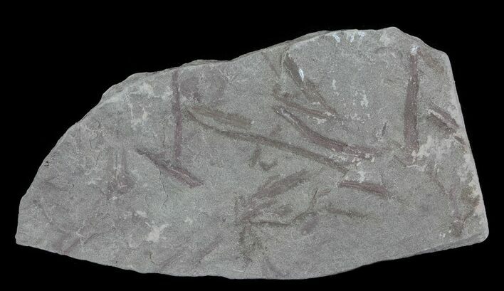 Early Devonian Plant Fossils (Zosterophyllum) - Scotland #66677